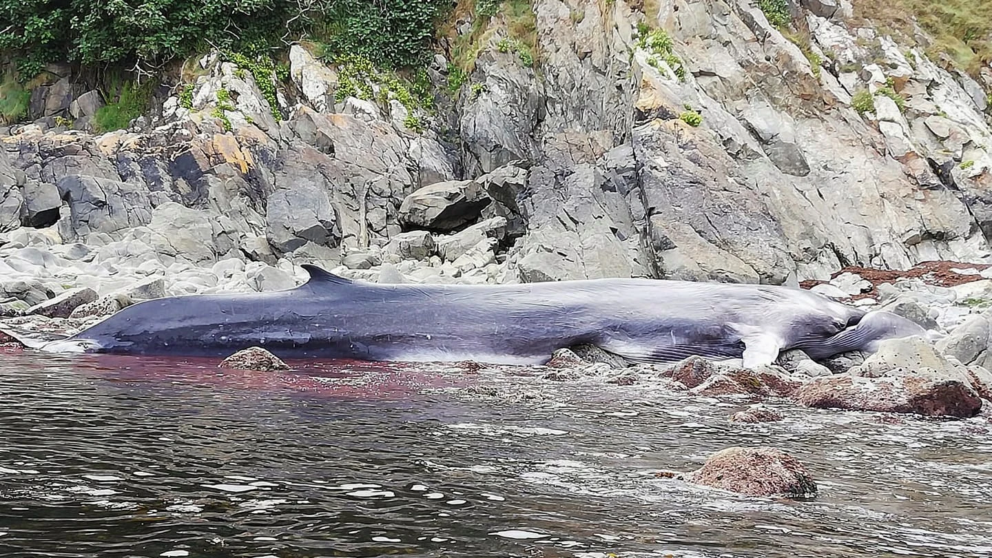 Muere una ballena de 16 metros varada en la costa asturiana