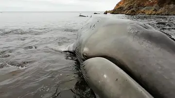 El cadáver de la ballena en el agua