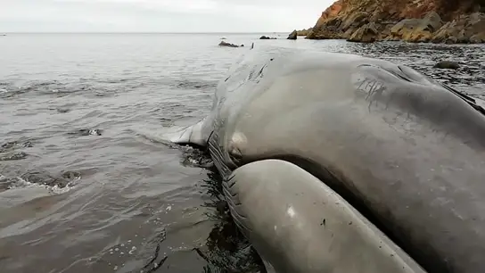 El cadáver de la ballena en el agua El cadáver de la ballena en el agua