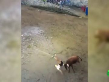COGIDA ALGORTA COGIDA ALGORTA