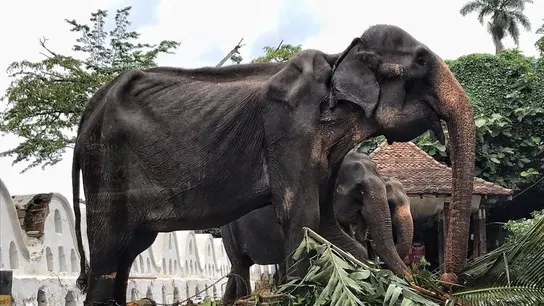 La elefanta Tikiri, obligada a desfilar en un festival de Sri Lanka La elefanta Tikiri