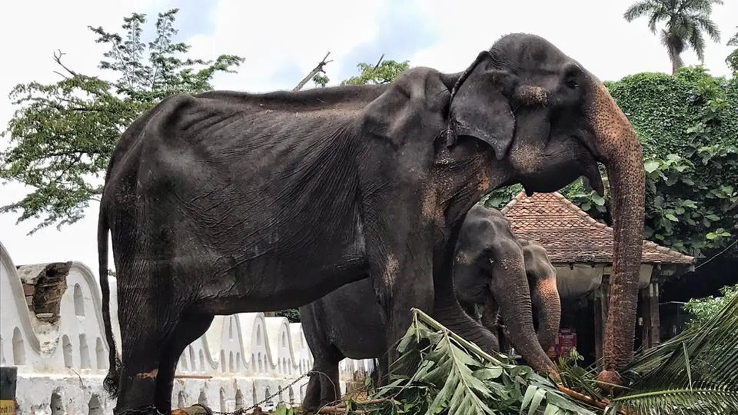La elefanta Tikiri, obligada a desfilar en un festival de Sri Lanka La elefanta Tikiri