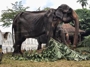 La elefanta Tikiri, obligada a desfilar en un festival de Sri Lanka La elefanta Tikiri, obligada a desfilar en un festival de Sri Lanka