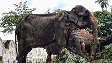 La elefanta Tikiri, obligada a desfilar en un festival de Sri Lanka