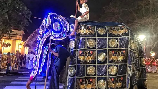 La elefanta, con el disfraz que oculta su estado de desnutrición La elefanta, con el disfraz que oculta su estado de desnutrición