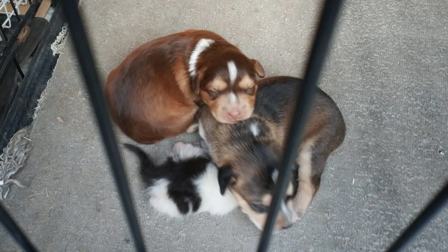 Cachorros en el Centro de Protección Animal de Getafe Cachorros en el Centro de Protección Animal de Getafe