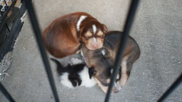 Cachorros en el Centro de Protección Animal de Getafe