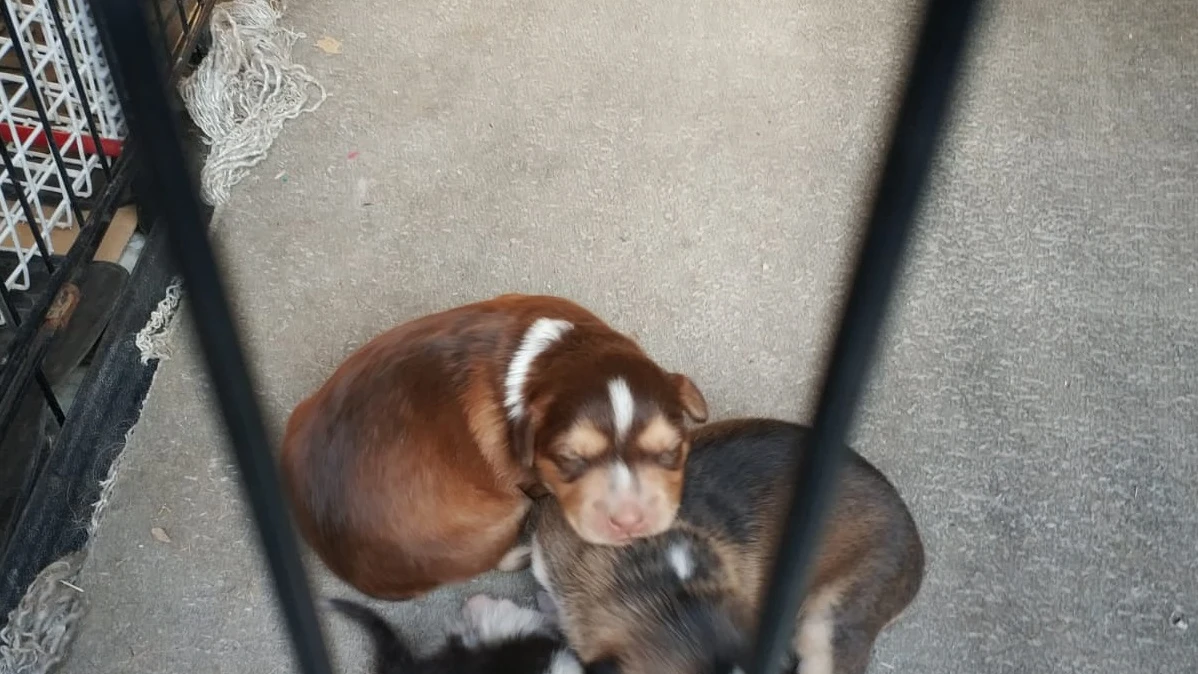 Cachorros en el Centro de Protección Animal de Getafe