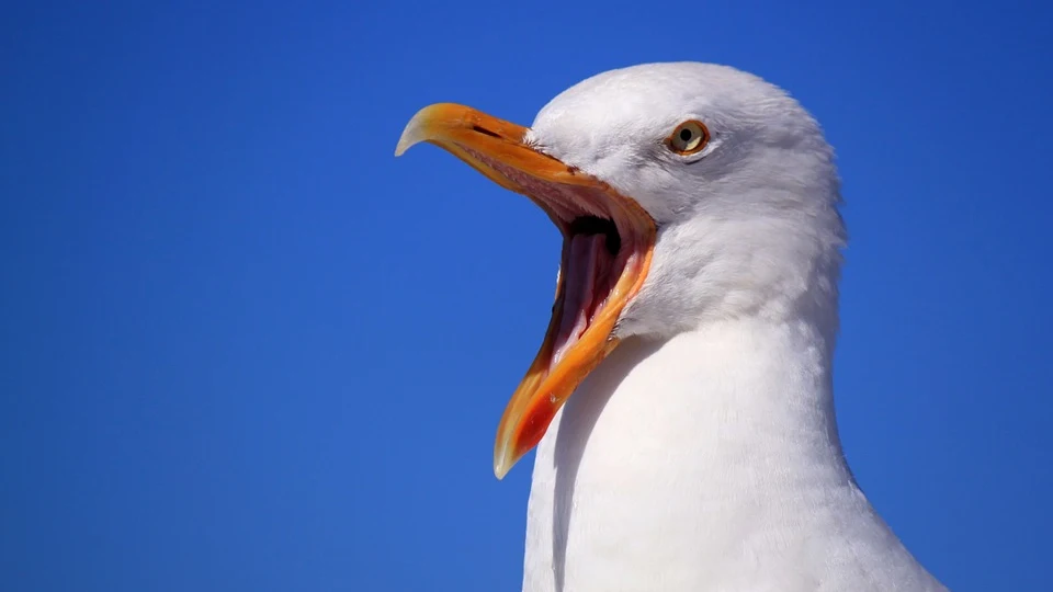 Gaviota (Archivo)