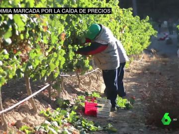 Los agricultores denuncian el bajo precio de la uva Los agricultores denuncian el bajo precio de la uva