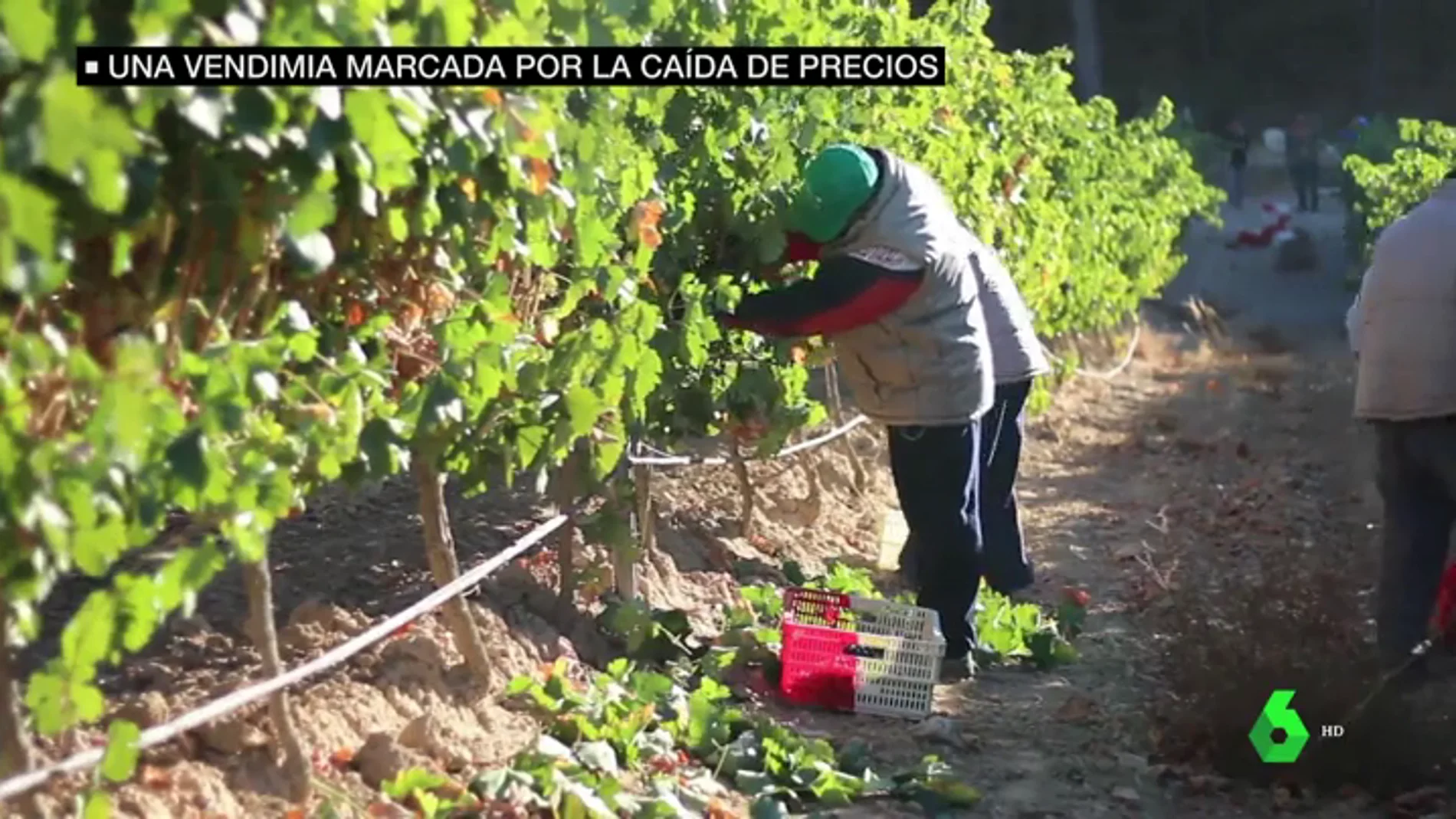 Los agricultores denuncian el bajo precio de la uva