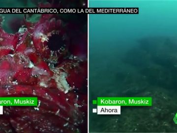 El agua del Cantábrico, a la misma temperatura que la del Mediterráneo El agua del Cantábrico, a la misma temperatura que la del Mediterráneo
