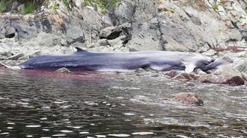 La ballena varada en la costa asturiana