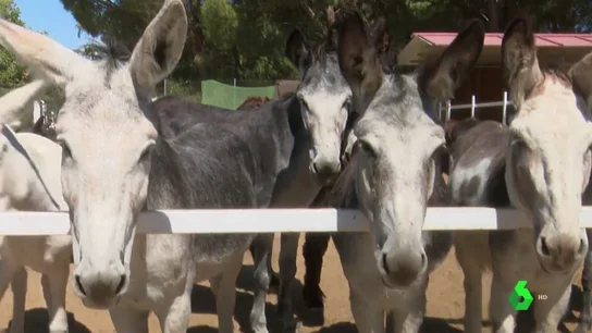 Burrolandia, el 'arca de Noé' de los animales que buscan una segunda oportunidad Burrolandia, el 'arca de Noé' de los animales que buscan una segunda oportunidad