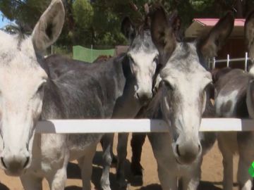 Burrolandia, el 'arca de Noé' de los animales que buscan una segunda oportunidad Burrolandia, el 'arca de Noé' de los animales que buscan una segunda oportunidad