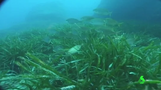 Imagen de la posidonia oceánica Imagen de la posidonia oceánica