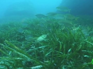 Imagen de la posidonia oceánica Imagen de la posidonia oceánica