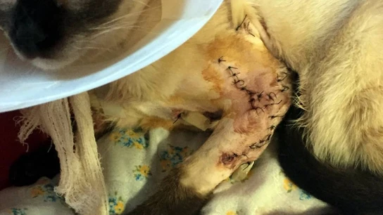 Imagen de un gato que ha tenido que ser operado de urgencia por cortes profundos en las dos patas Imagen de un gato que ha tenido que ser operado de urgencia por cortes profundos en las dos patas