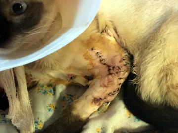 Imagen de un gato que ha tenido que ser operado de urgencia por cortes profundos en las dos patas Imagen de un gato que ha tenido que ser operado de urgencia por cortes profundos en las dos patas