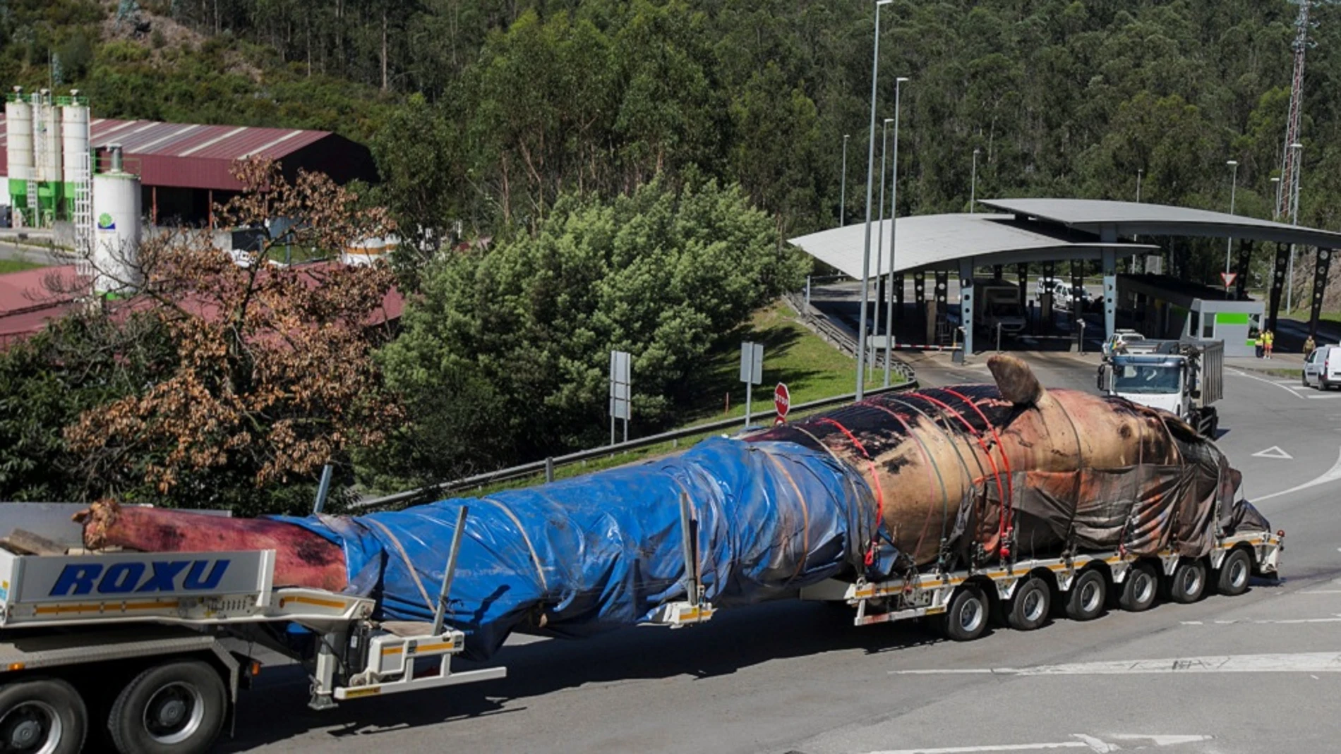 Traslado de la ballena varada en la costa asturiana para realizarle la necropsia