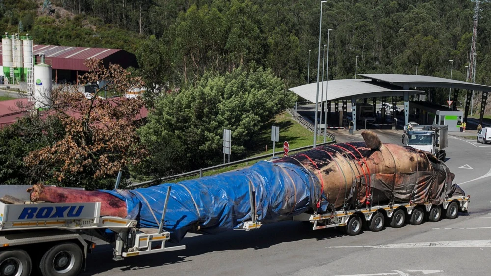 Traslado de la ballena varada en la costa asturiana para realizarle la necropsia.