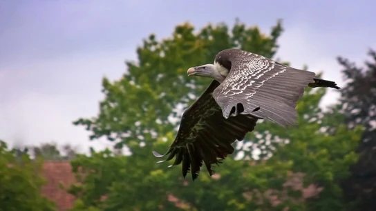 Buitre volando Buitre volando