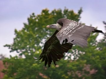 Buitre volando Buitre volando