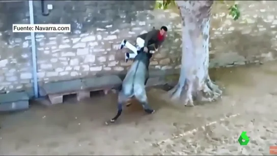 Momento en el que el joven ha sido embestido por el toro Momento en el que el joven ha sido embestido por el toro.