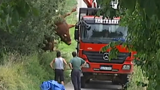 Imagen del toro abatido tras embestir a un hombre en Guipuzkoa Imagen del toro abatido tras embestir a un hombre en Guipuzkoa
