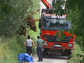 Imagen del toro abatido tras embestir a un hombre en Guipuzkoa Imagen del toro abatido tras embestir a un hombre en Guipuzkoa