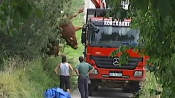 Imagen del toro abatido tras embestir a un hombre en Guipuzkoa