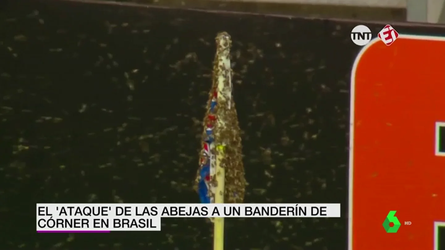 ABEJAS ABEJAS