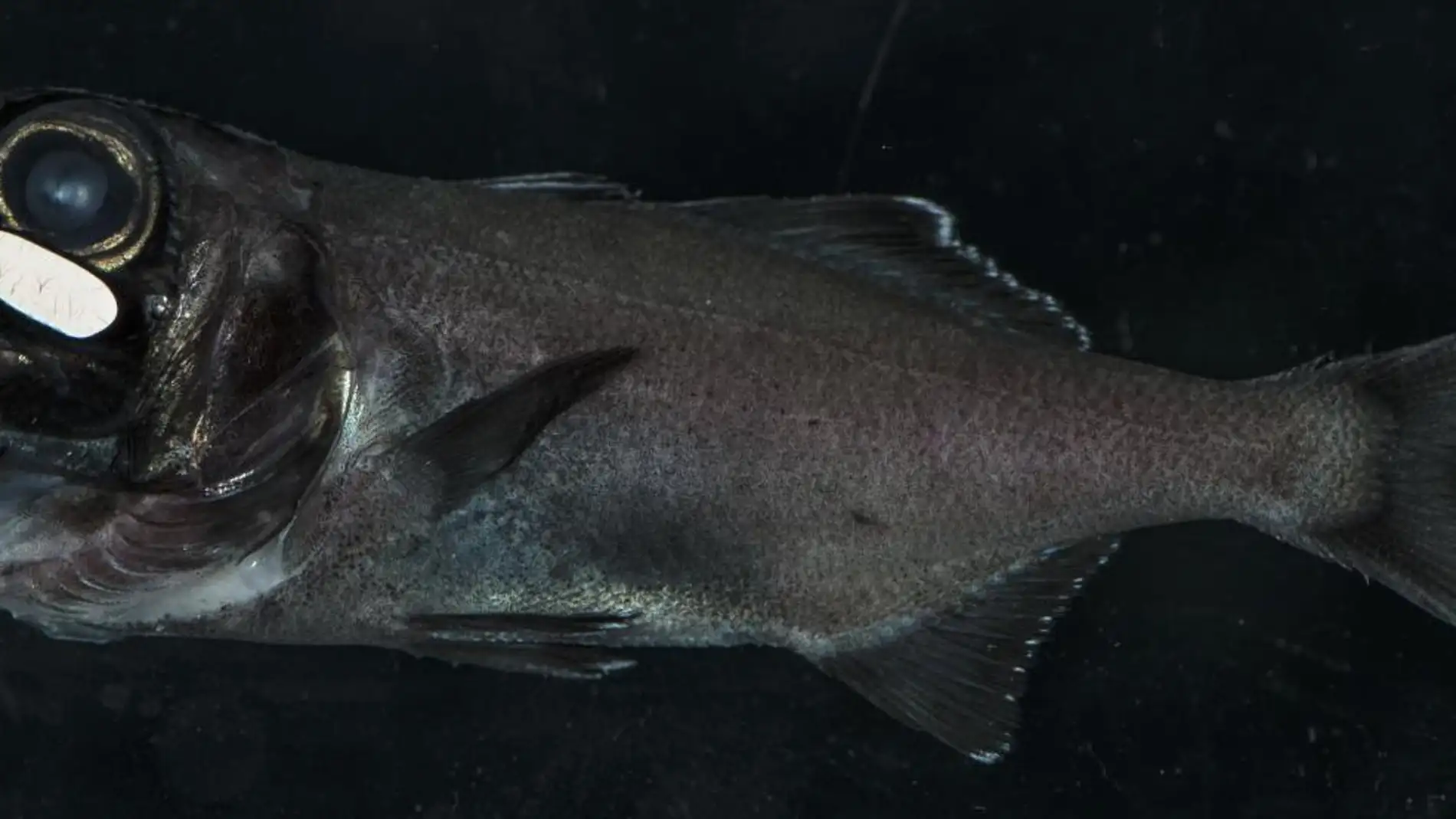 El pez ojo de linterna usa la bioluminiscencia para quedar de noche