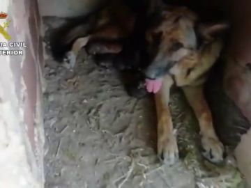 Rescatados seis cachorros enterrados vivos por la Guardia Civil de Teruel Rescatados seis cachorros enterrados vivos por la Guardia Civil de Teruel