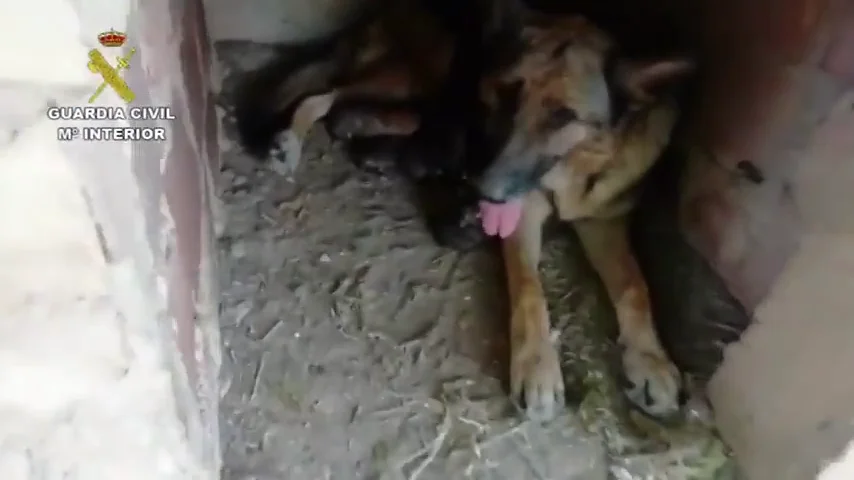 Rescatados seis cachorros enterrados vivos por la Guardia Civil de Teruel