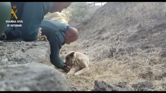 El perro rescatado mientras que bebe agua de la mano de uno de los guardias civiles. El perro rescatado mientras que bebe agua de la mano de uno de los guardias civiles.