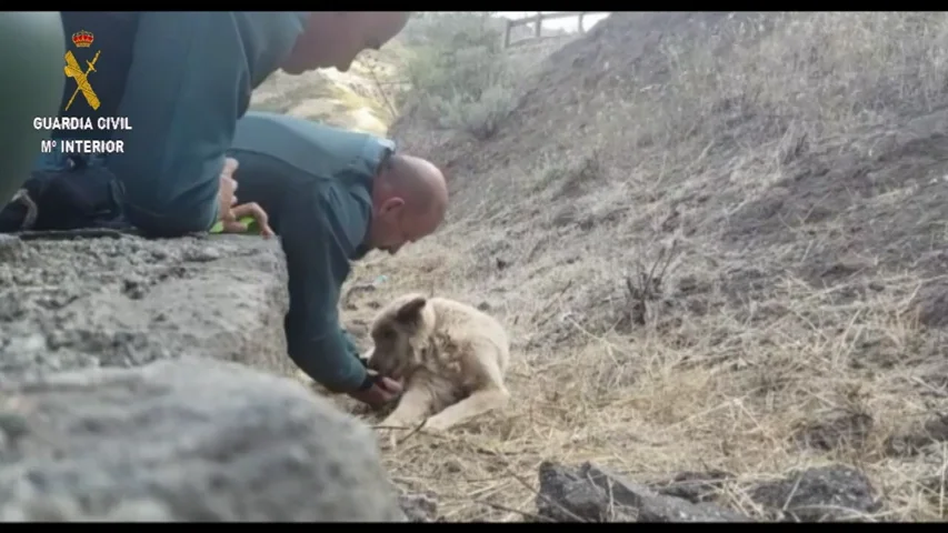 El perro rescatado mientras que bebe agua de la mano de uno de los guardias civiles.