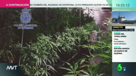 Así son los cultivos de marihuana que proliferan en España: la Policía ha desmantelado 300 desde febrero Así son los cultivos de marihuana que proliferan en España: la Policía ha desmantelado 300 desde febrero
