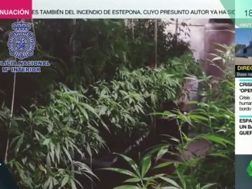 Así son los cultivos de marihuana que proliferan en España: la Policía ha desmantelado 300 desde febrero Así son los cultivos de marihuana que proliferan en España: la Policía ha desmantelado 300 desde febrero