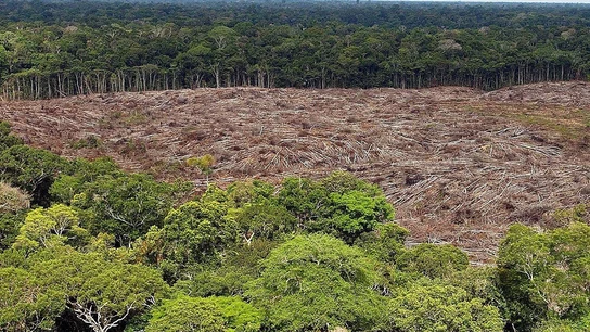 Foto de archivo del 28 de noviembre de 2013, de árboles talados en la selva amazónica (Brasil) Foto de archivo del 28 de noviembre de 2013, de árboles talados en la selva amazónica (Brasil)