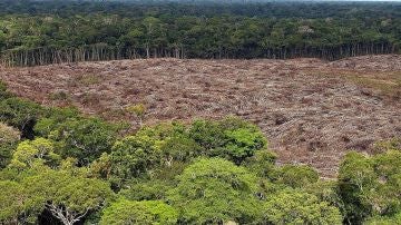 Foto de archivo del 28 de noviembre de 2013, de árboles talados en la selva amazónica (Brasil)
