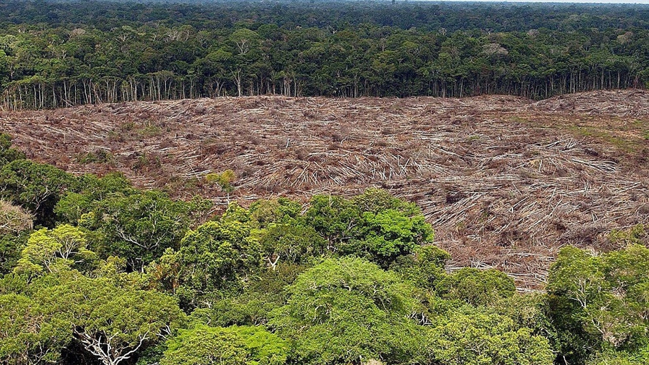 La deforestación en la Amazonia de Brasil destruye más de 5.000 kilómetros  cuadrados de bosques