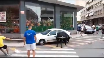 Un toro embiste contra un coche en el Bou Capllaçat de Amposta
