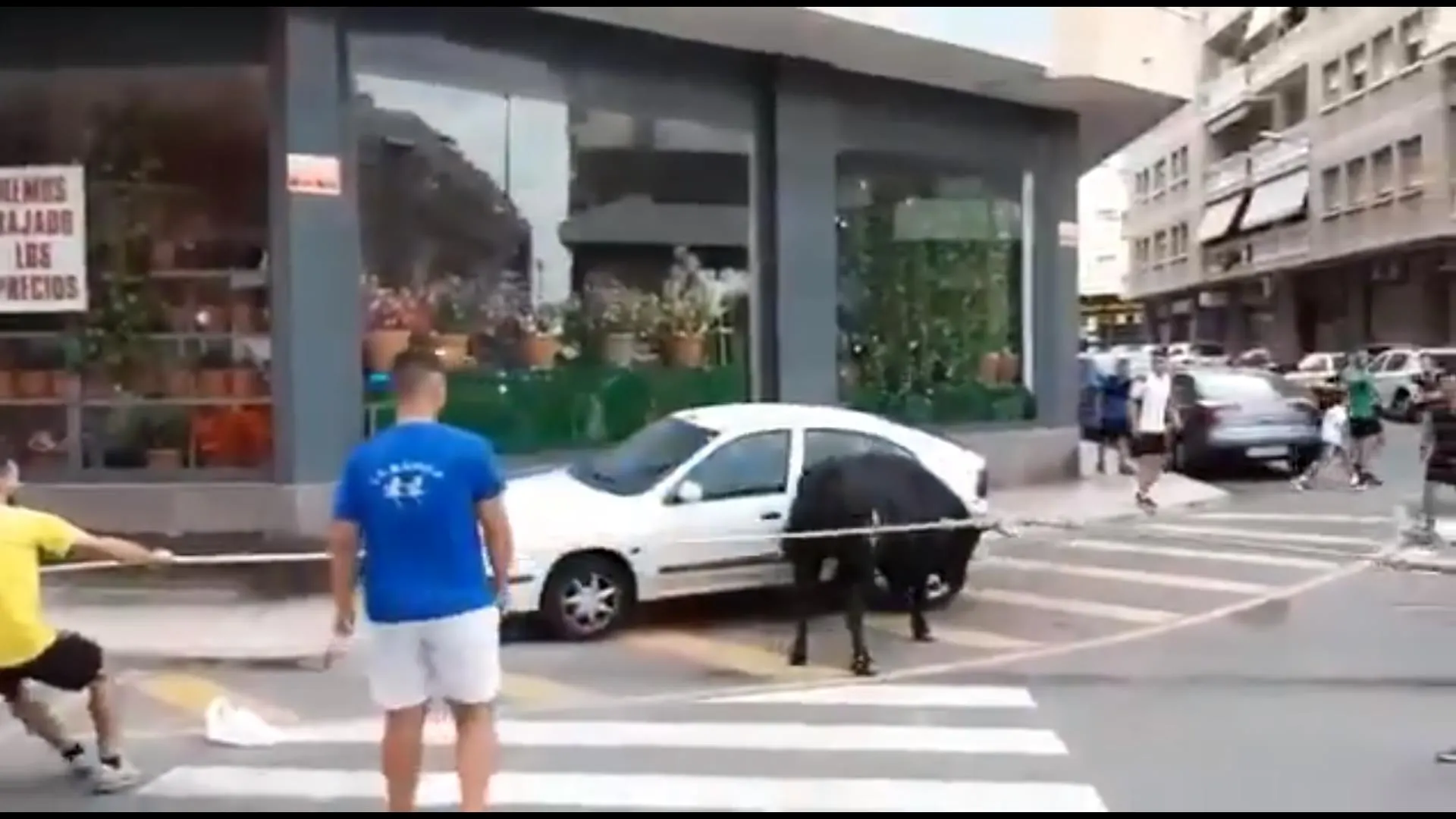 Un toro embiste contra un coche en el Bou Capllaçat de Amposta