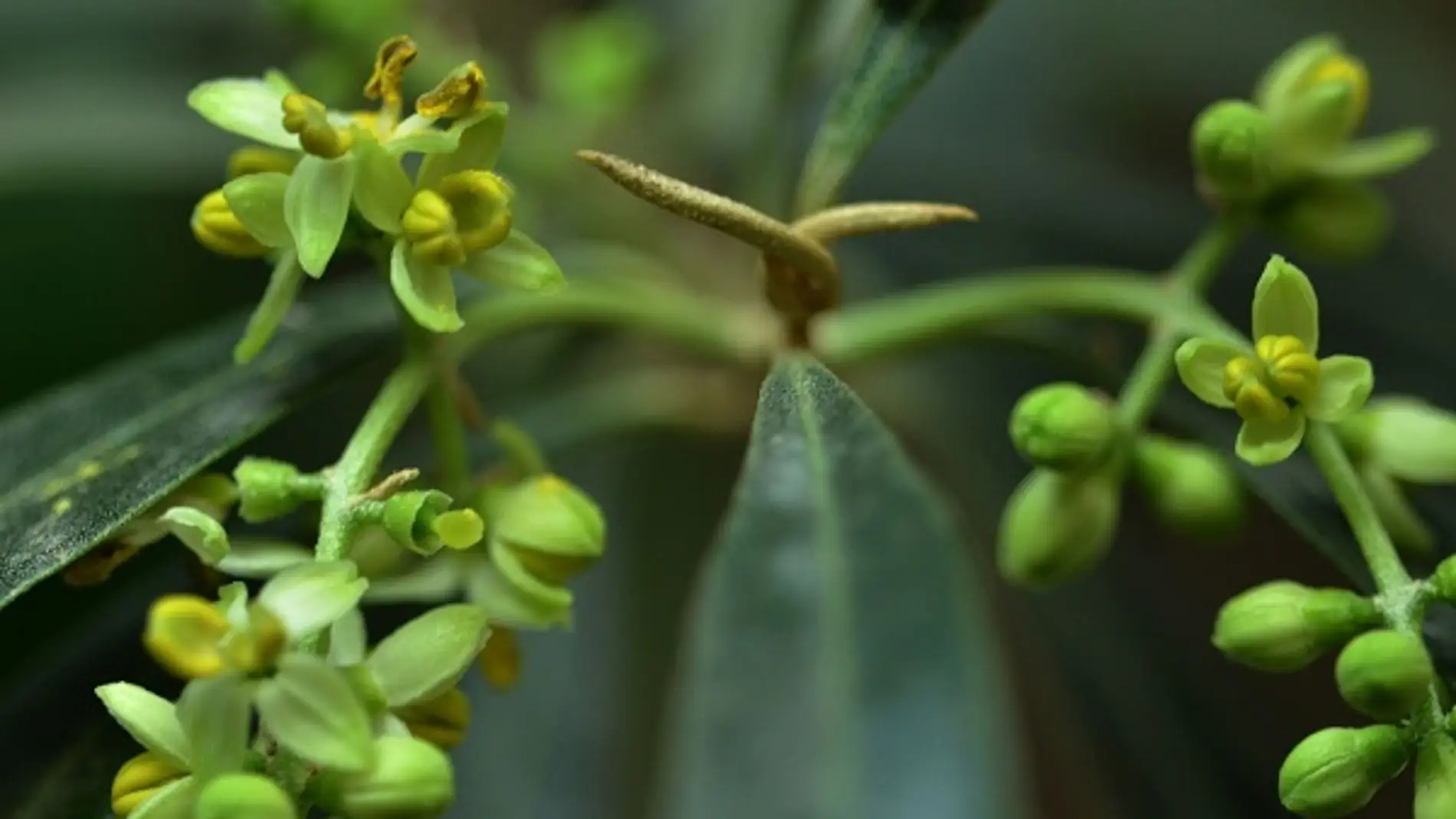 Olea europea, fundamental en la dieta y en la economía española. / Cerlin Ng.