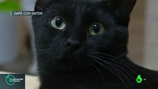 gatoteca gatoteca