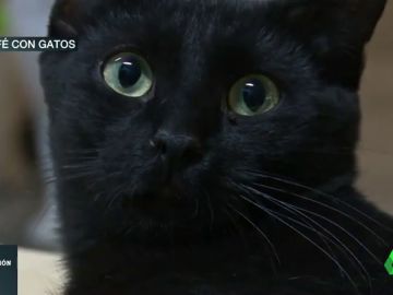 gatoteca gatoteca