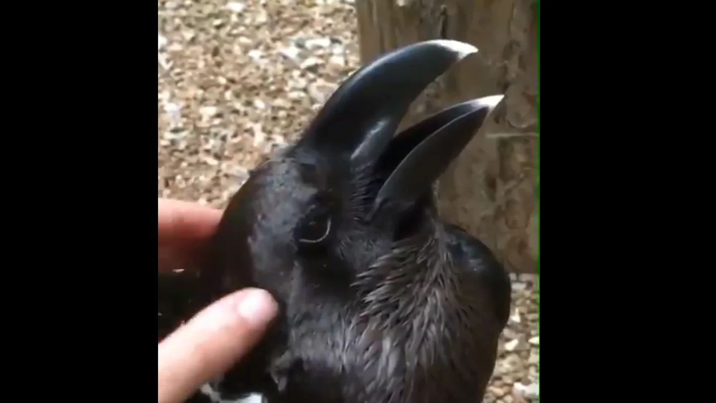 Fotograma del vídeo que ha sembrado la discordia: ¿cuervo o conejo? Fotograma del vídeo que ha sembrado la discordia: ¿cuervo o conejo?