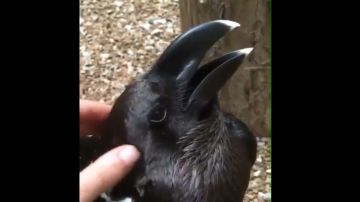 Fotograma del vídeo que ha sembrado la discordia: ¿cuervo o conejo?
