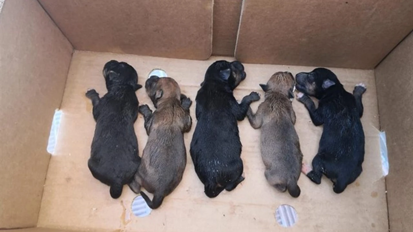 Cachorros encontrados en un contenedor de basura de Alcalá de Guadaíra Cachorros encontrados en un contenedor de basura de Alcalá de Guadaíra